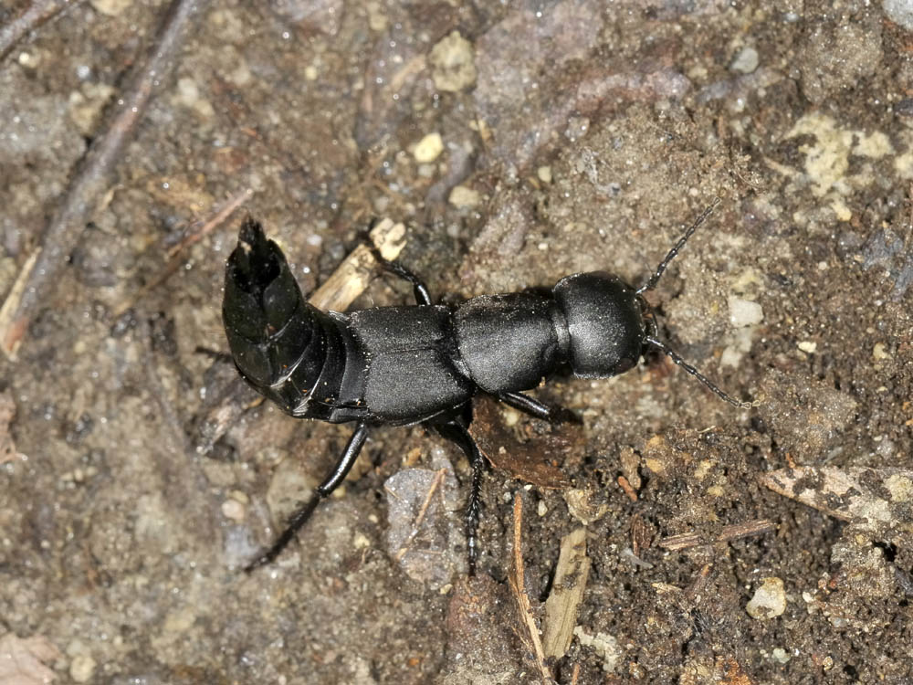 Ocypus olens arrabbiato